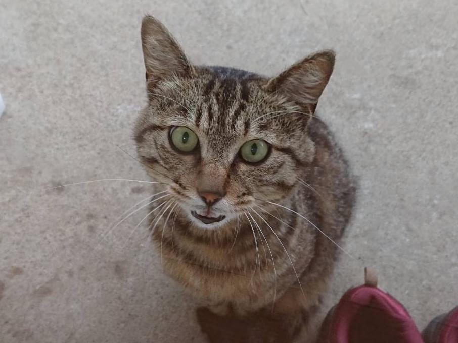 保護された猫 保護された猫