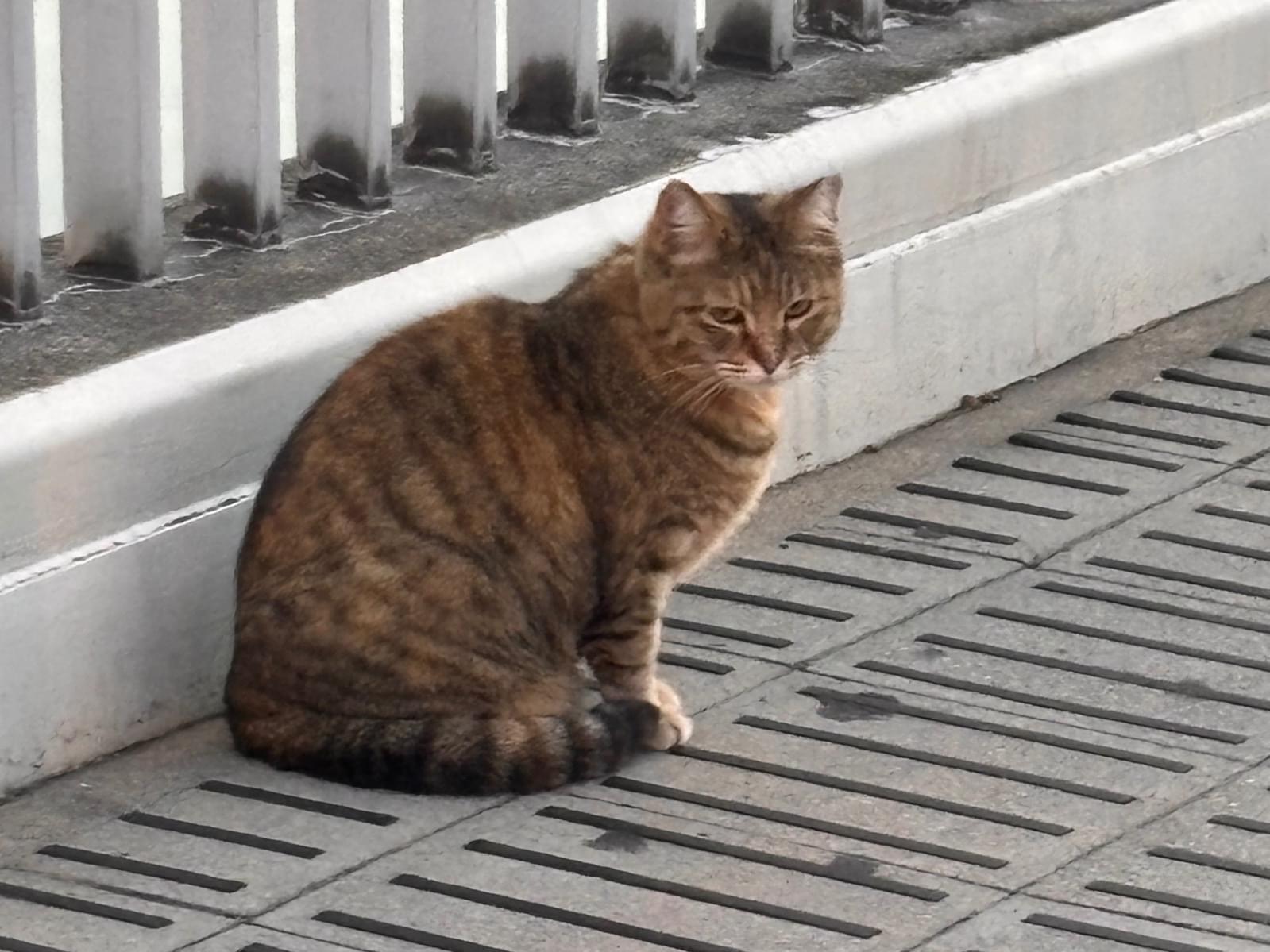 目撃された猫 目撃された猫