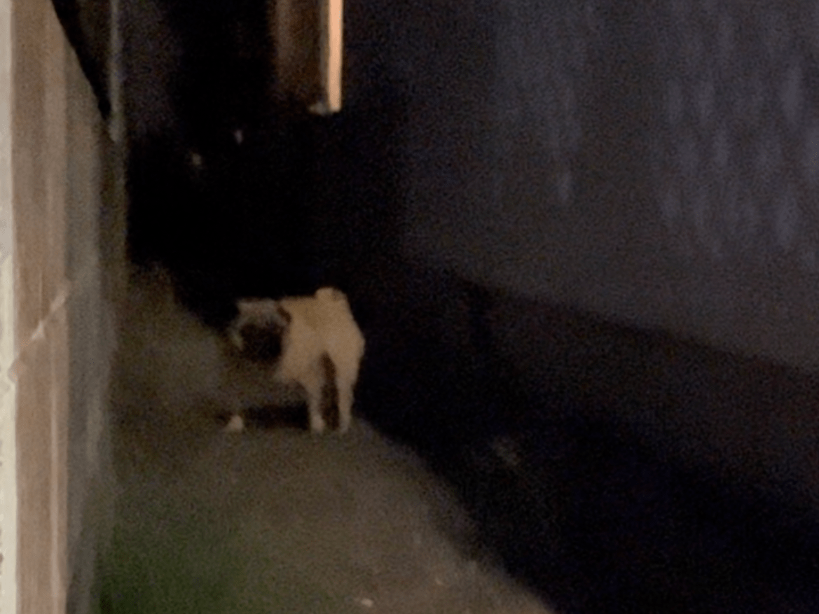 目撃された犬 目撃された犬