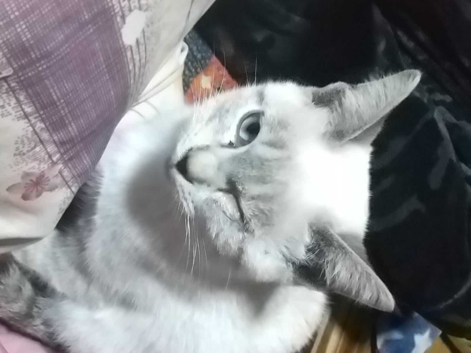 保護された猫 保護された猫