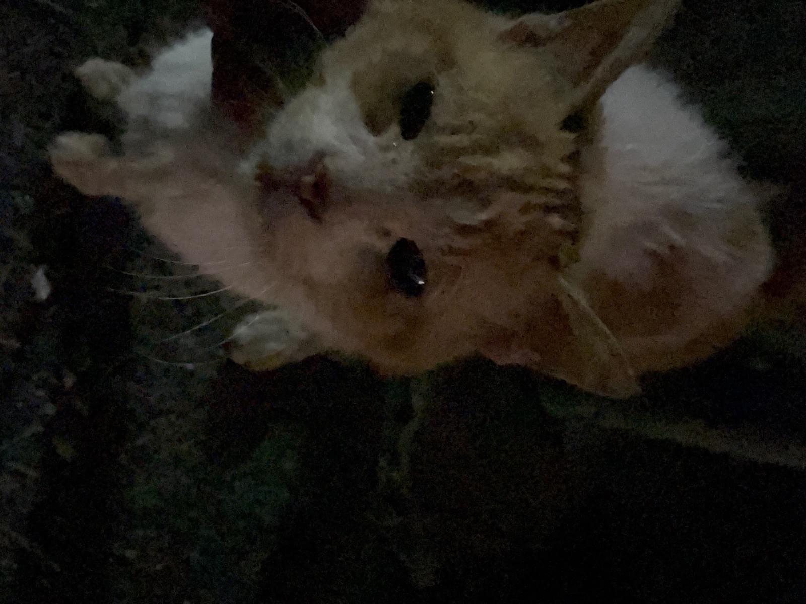 目撃された猫 目撃された猫