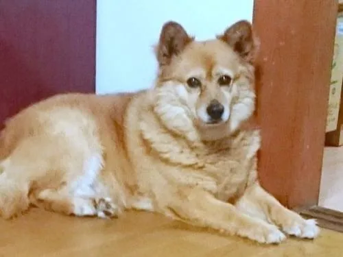 赤い首輪をした茶色の犬を探しています(岡山市、倉敷市付近)