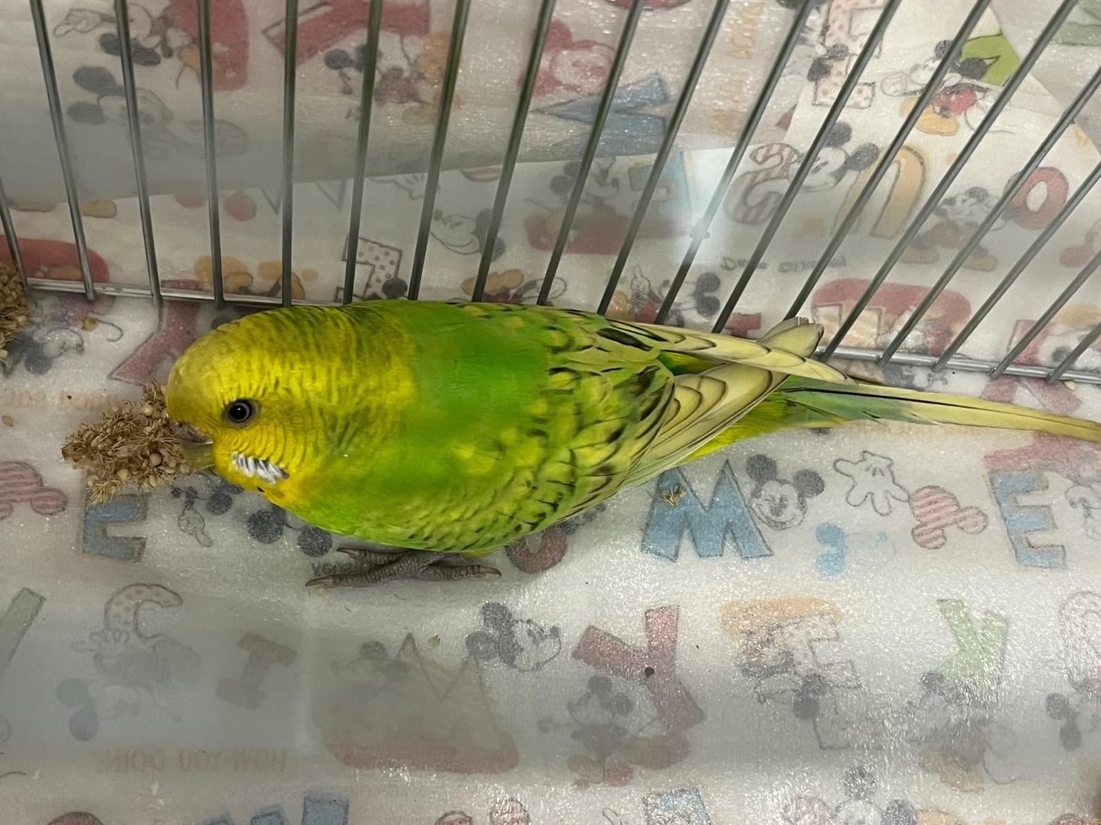 保護された鳥 保護された鳥