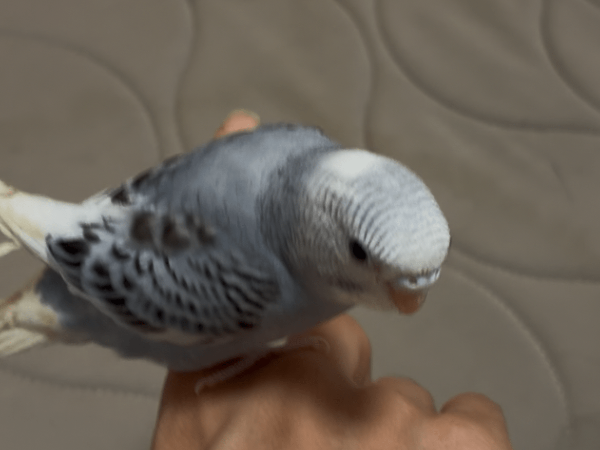 ソラちゃん ソラちゃん