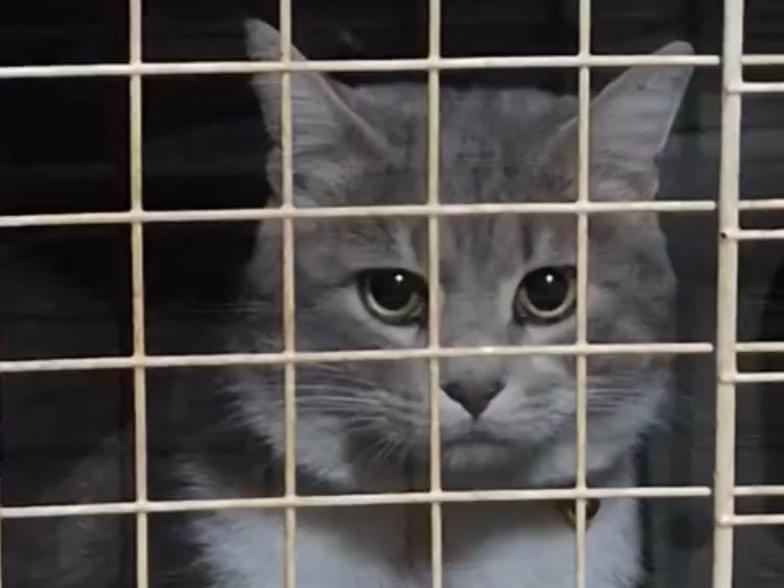 目撃された猫 目撃された猫