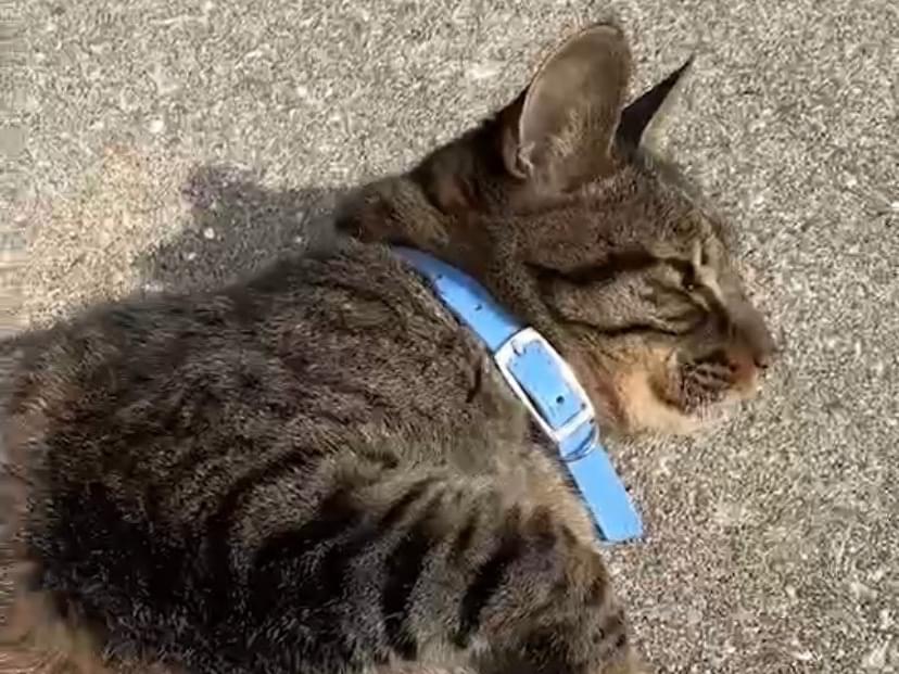 目撃された猫 目撃された猫