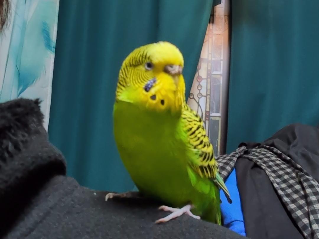 アンジェリーナ [あんちゃん]ちゃん