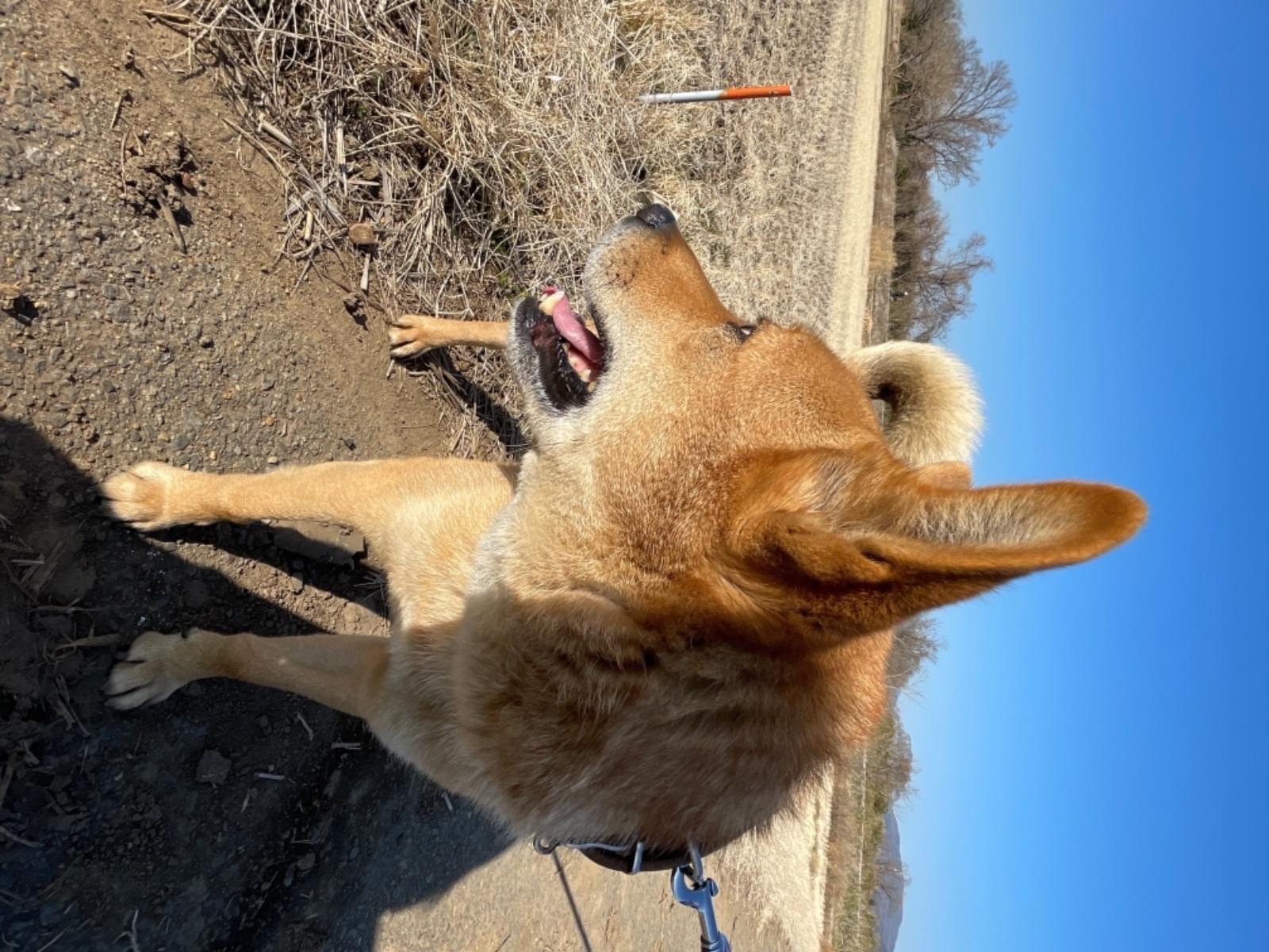 目撃された犬 目撃された犬