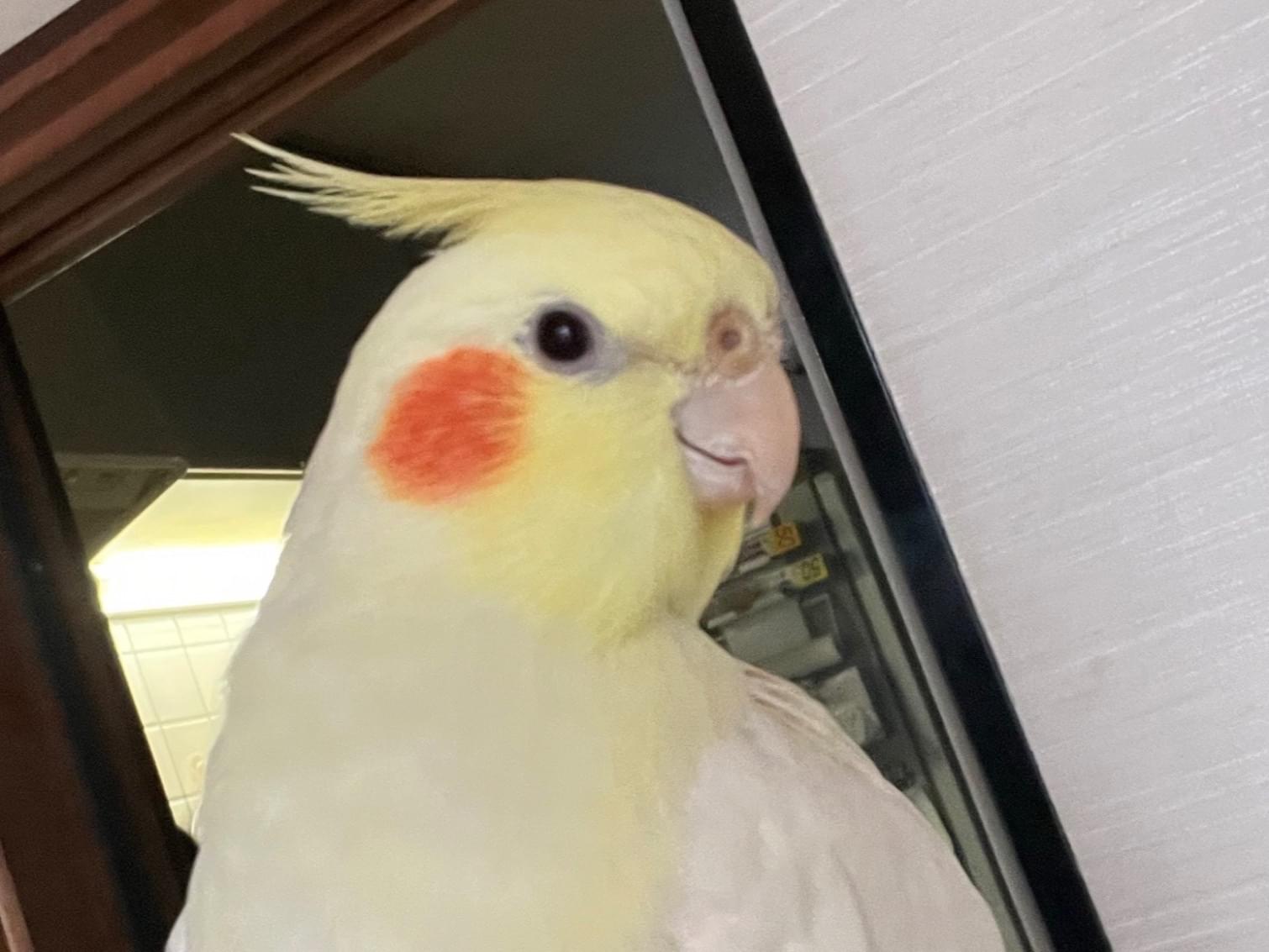 ポンちゃん ポンちゃん