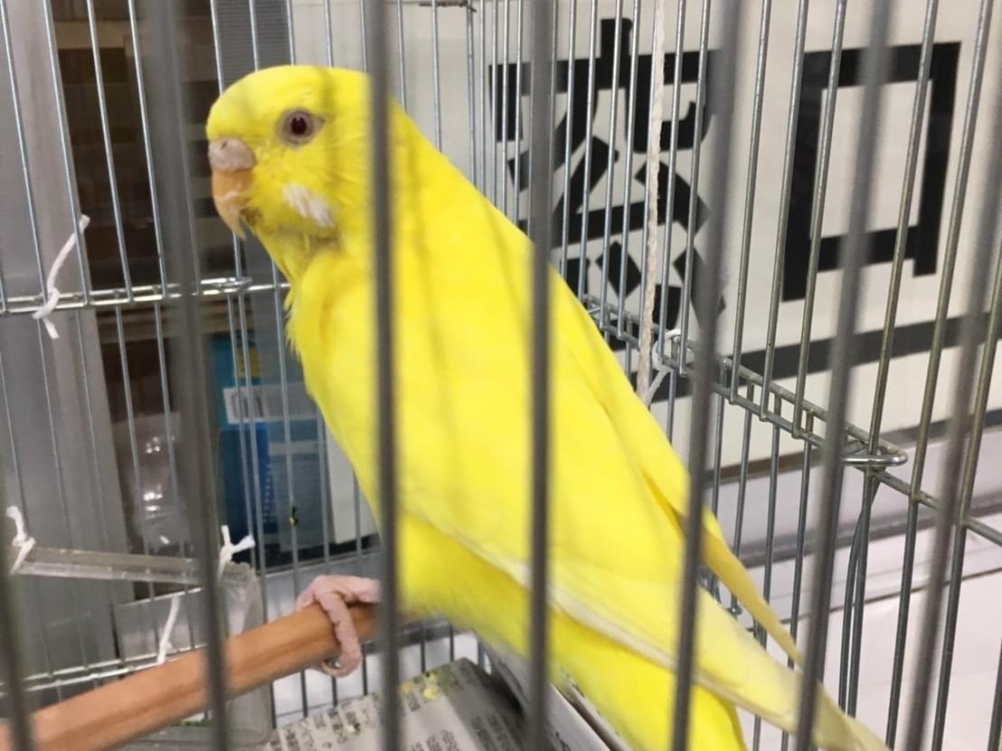 保護された鳥 保護された鳥