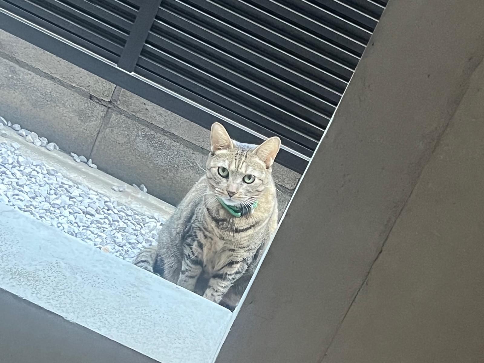 目撃された猫 目撃された猫
