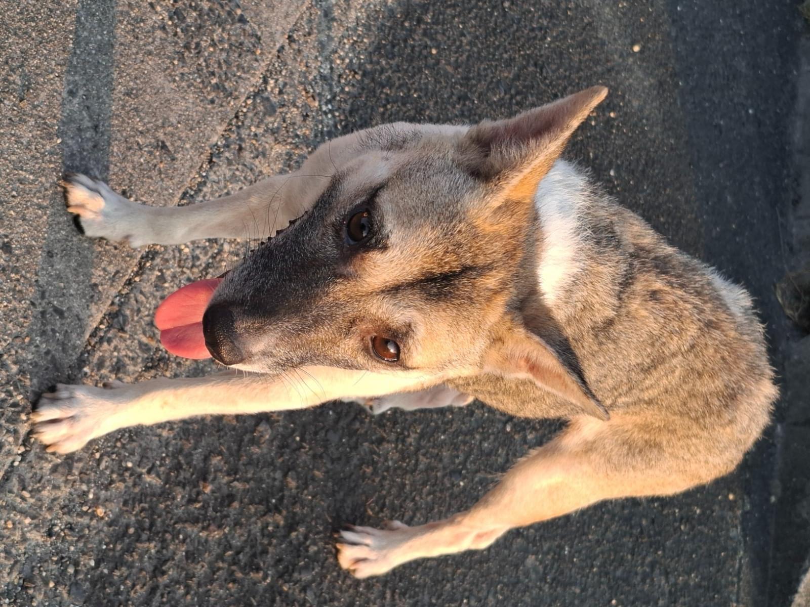 目撃された犬