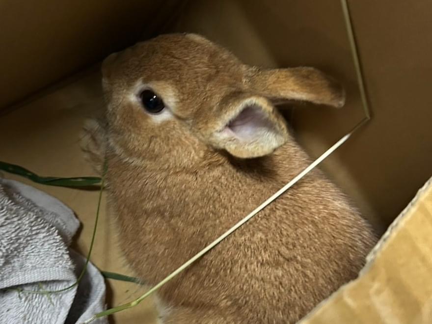 保護されたペット 保護されたペット