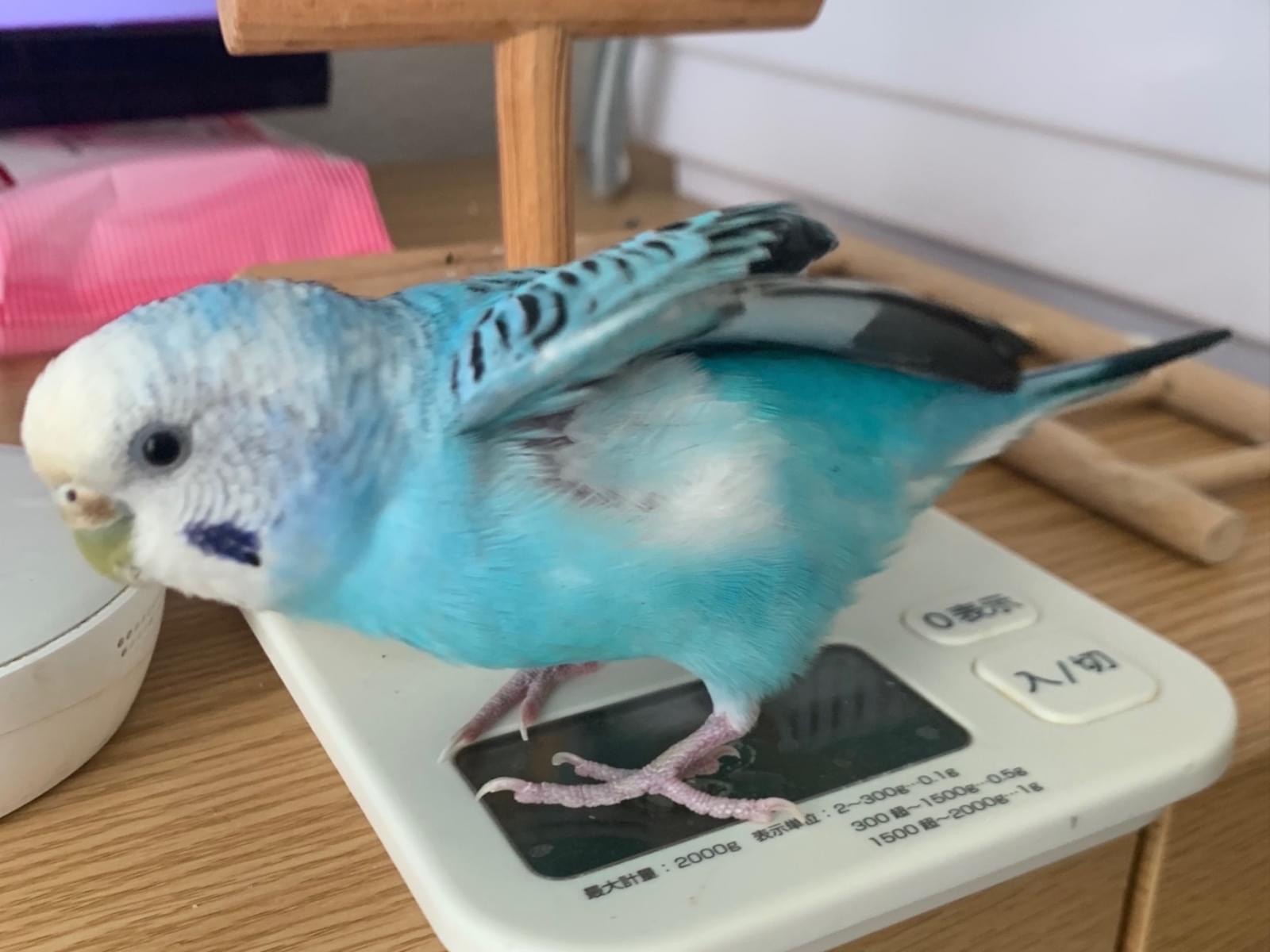 ソラちゃん ソラちゃん