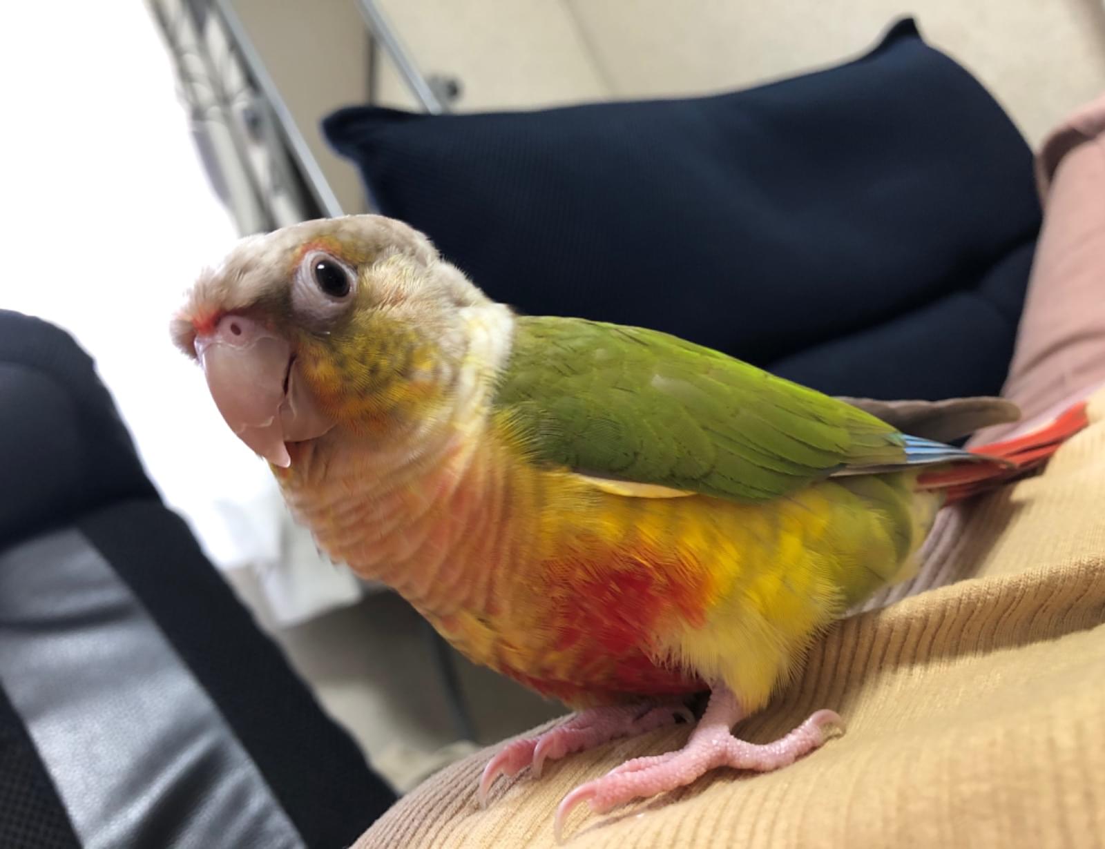 ウロコインコ探してます