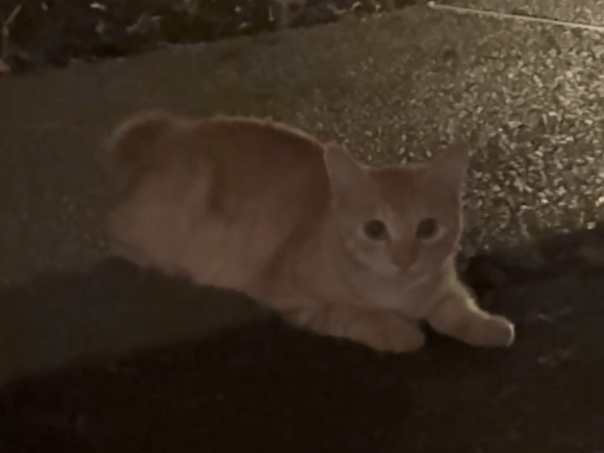 目撃された猫 目撃された猫