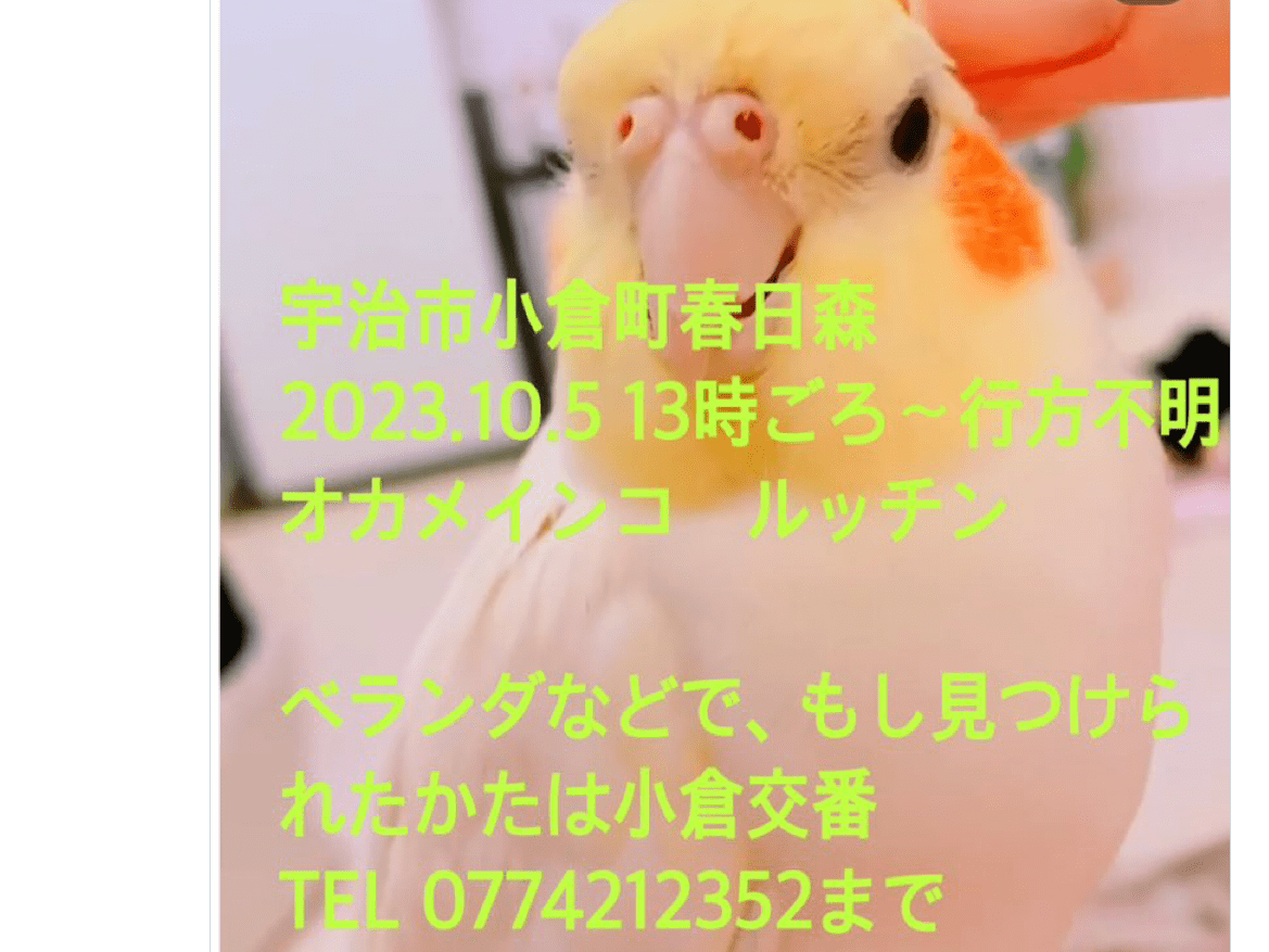 ルッチンちゃん ルッチンちゃん