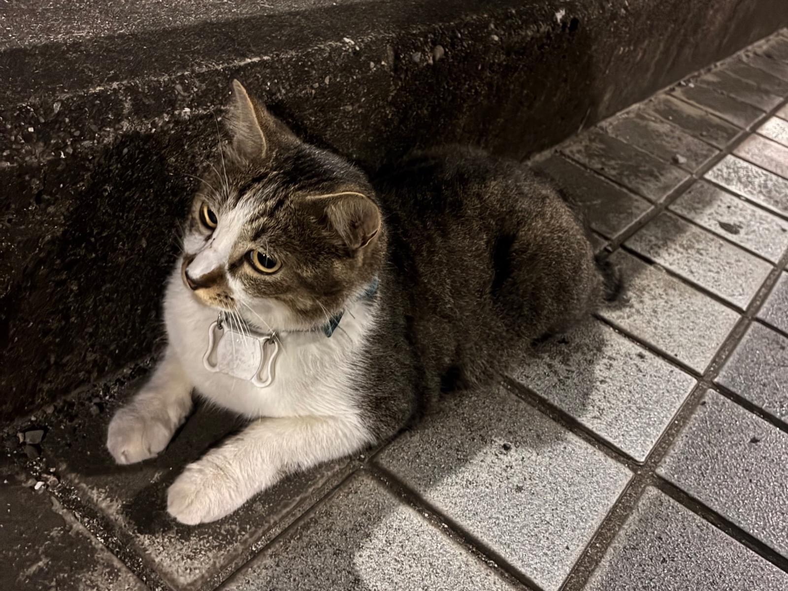 目撃された猫