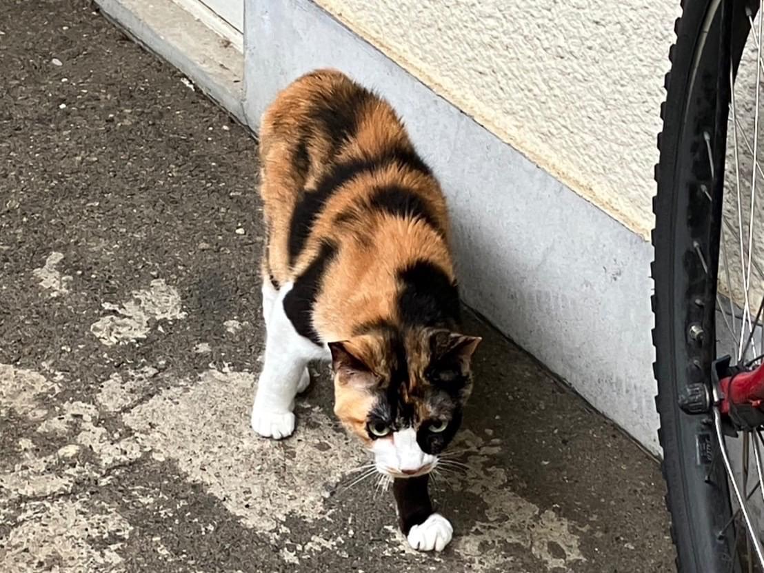 目撃された猫 目撃された猫