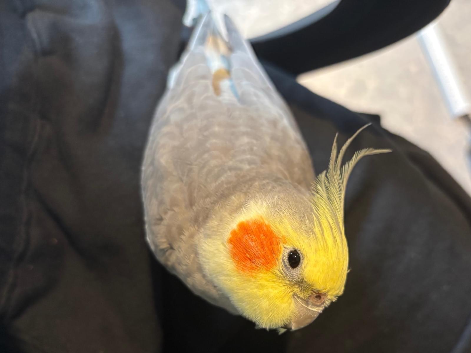 ふくちゃん ふくちゃん