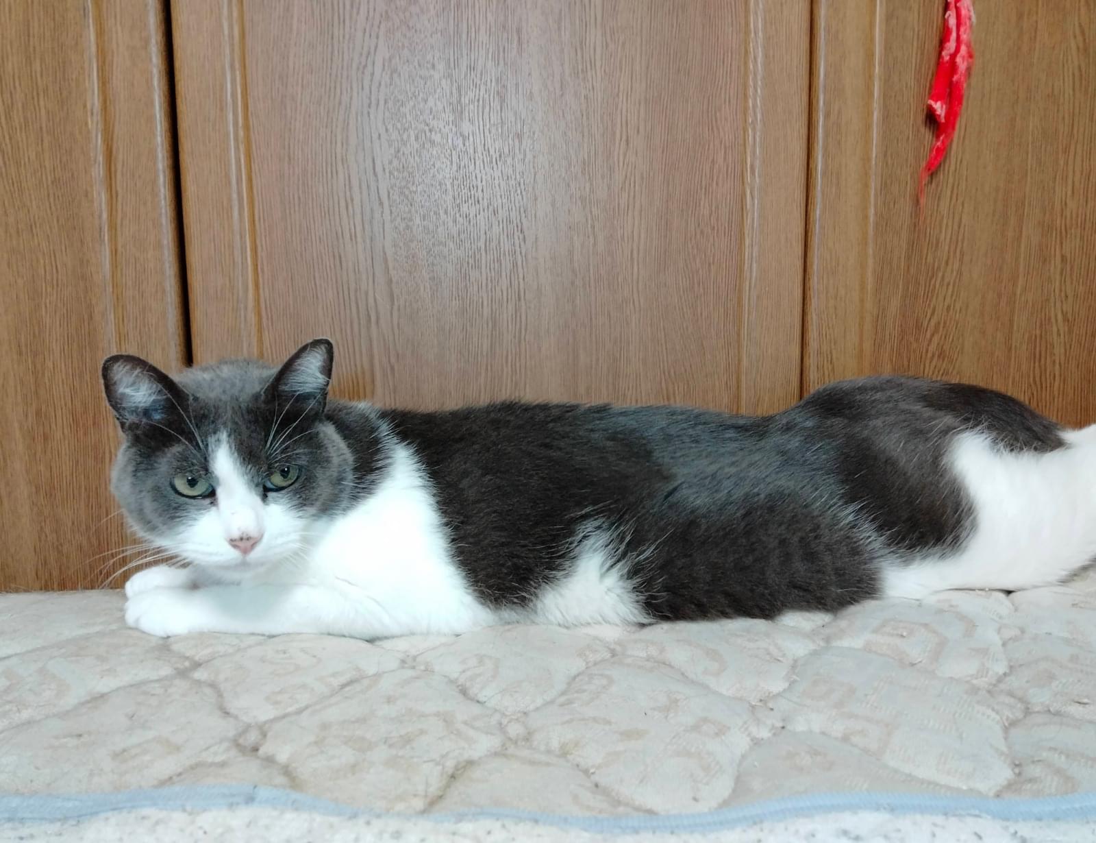ハチワレ猫　静床P MB8 グレーの毛を持つ猫 ふわふわグレーのハチワレ 猫 置物 立体