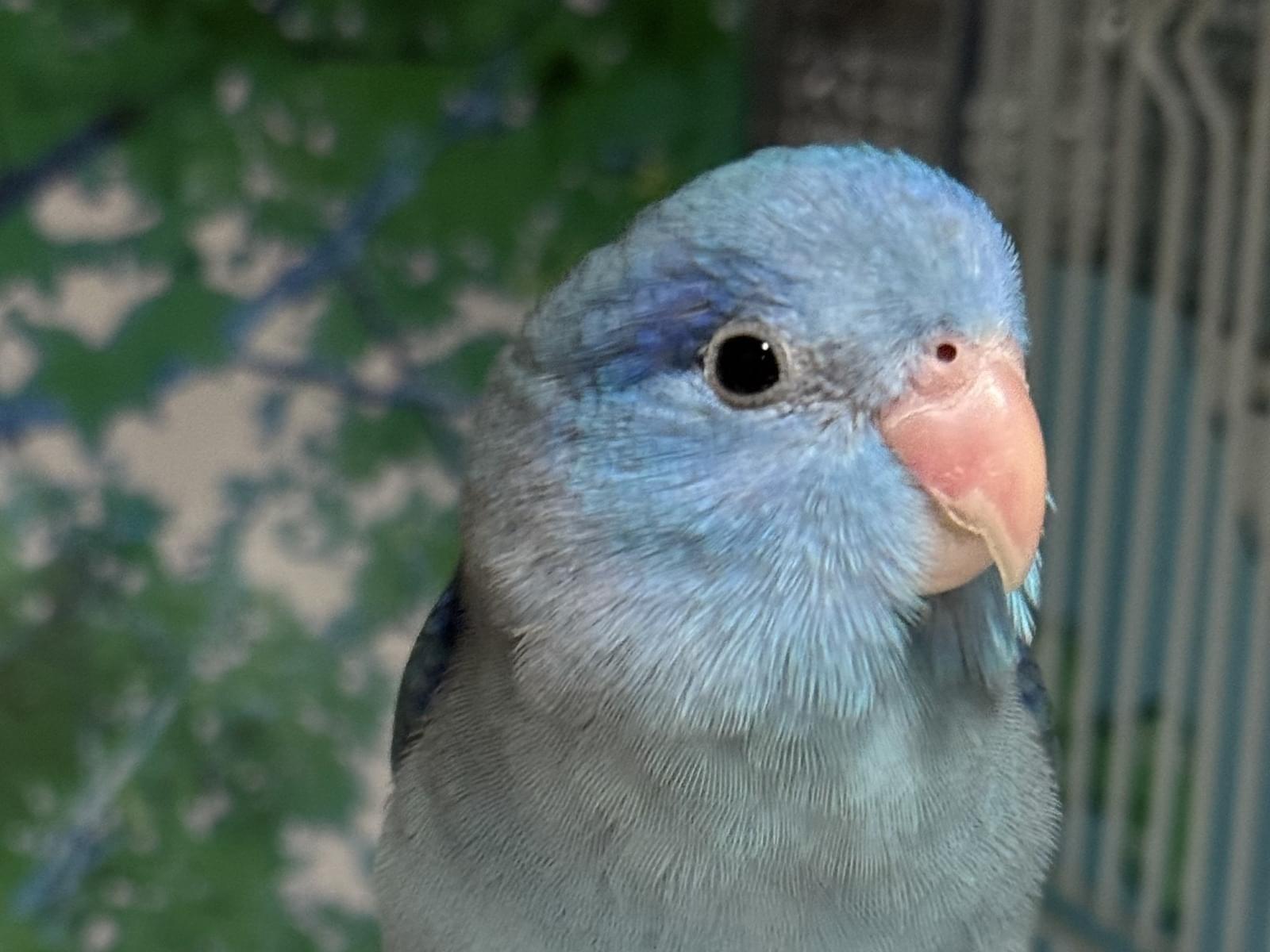 テンちゃん テンちゃん