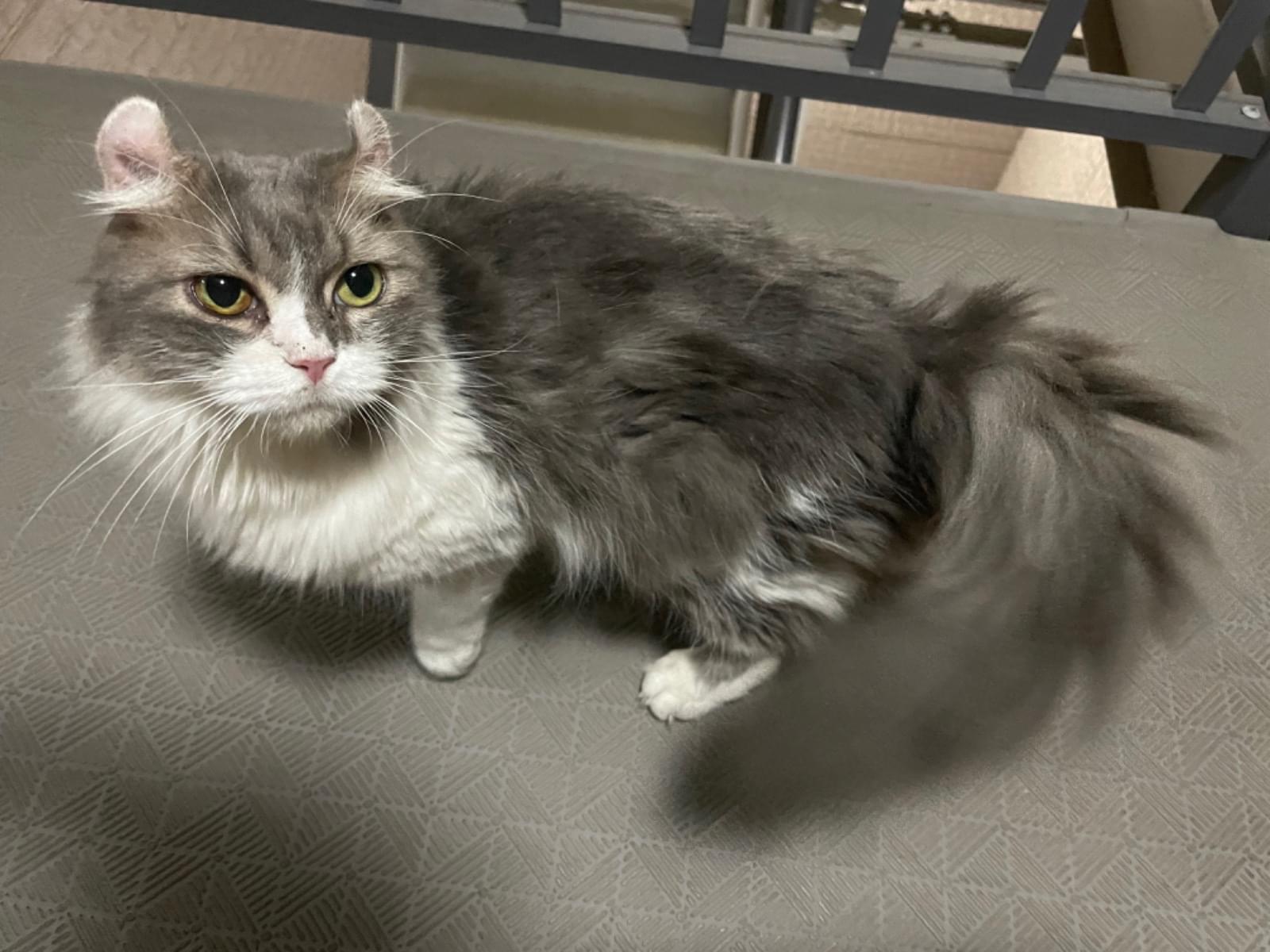 目撃された猫 目撃された猫