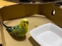 保護された鳥 保護された鳥