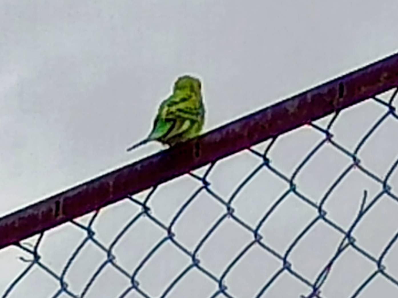 目撃された鳥