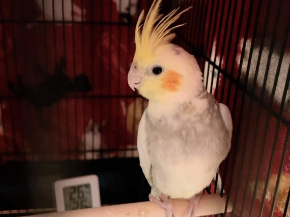 ぎんちゃん ぎんちゃん