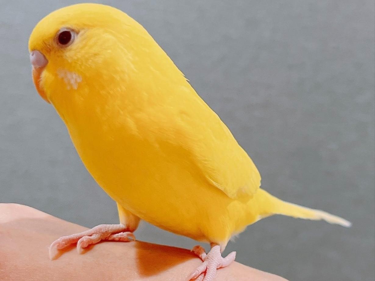 ルルちゃん ルルちゃん