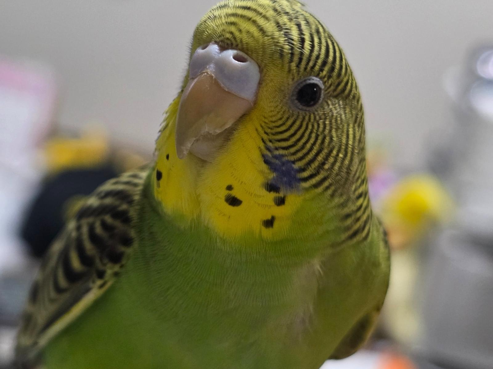 保護された鳥 保護された鳥