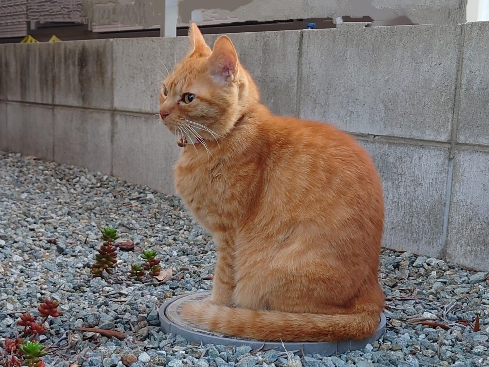 目撃された猫 目撃された猫