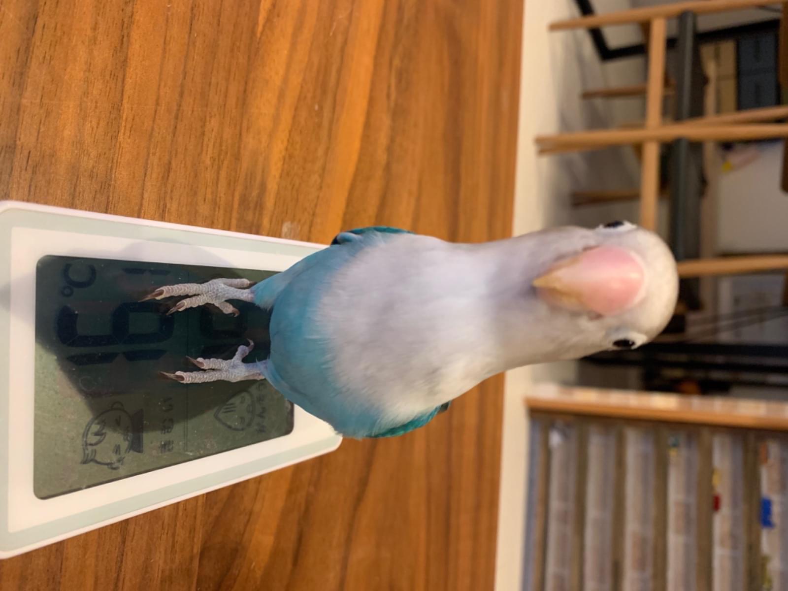 てりやきちゃん てりやきちゃん