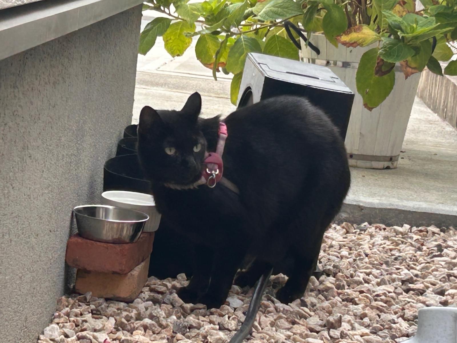 目撃された猫 目撃された猫