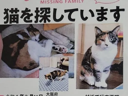 猫Ｂ　画像1 + 12 最終値下げしました！ 見上げる茶トラ白猫｜WooBia公式オンラインショップ – WooBia