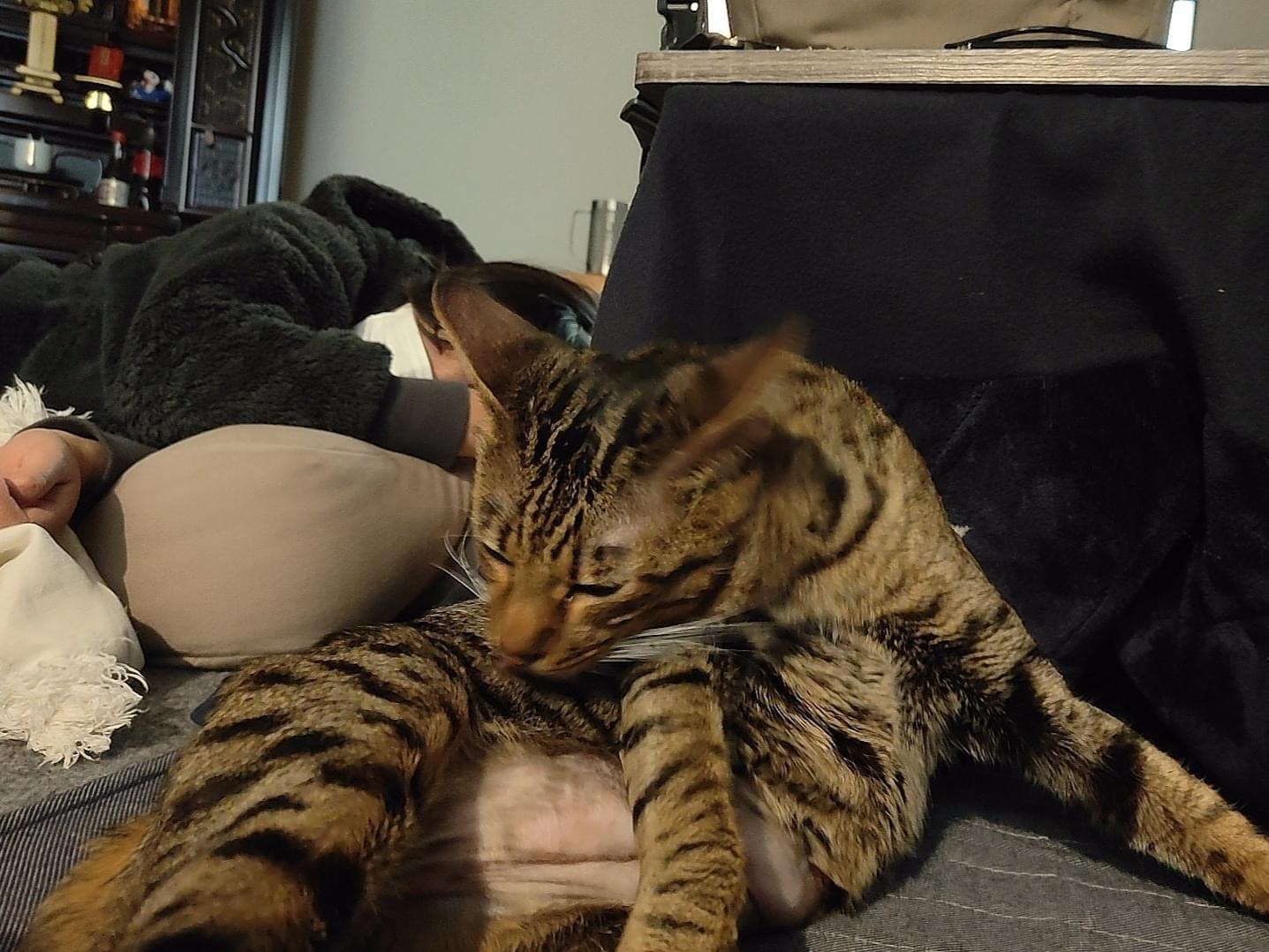 チャッキーちゃん