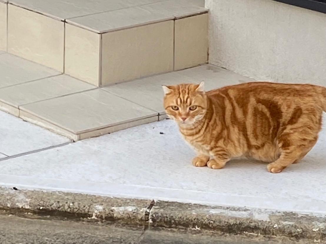 目撃された猫 目撃された猫