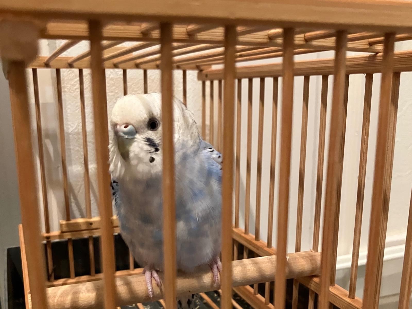 保護された鳥