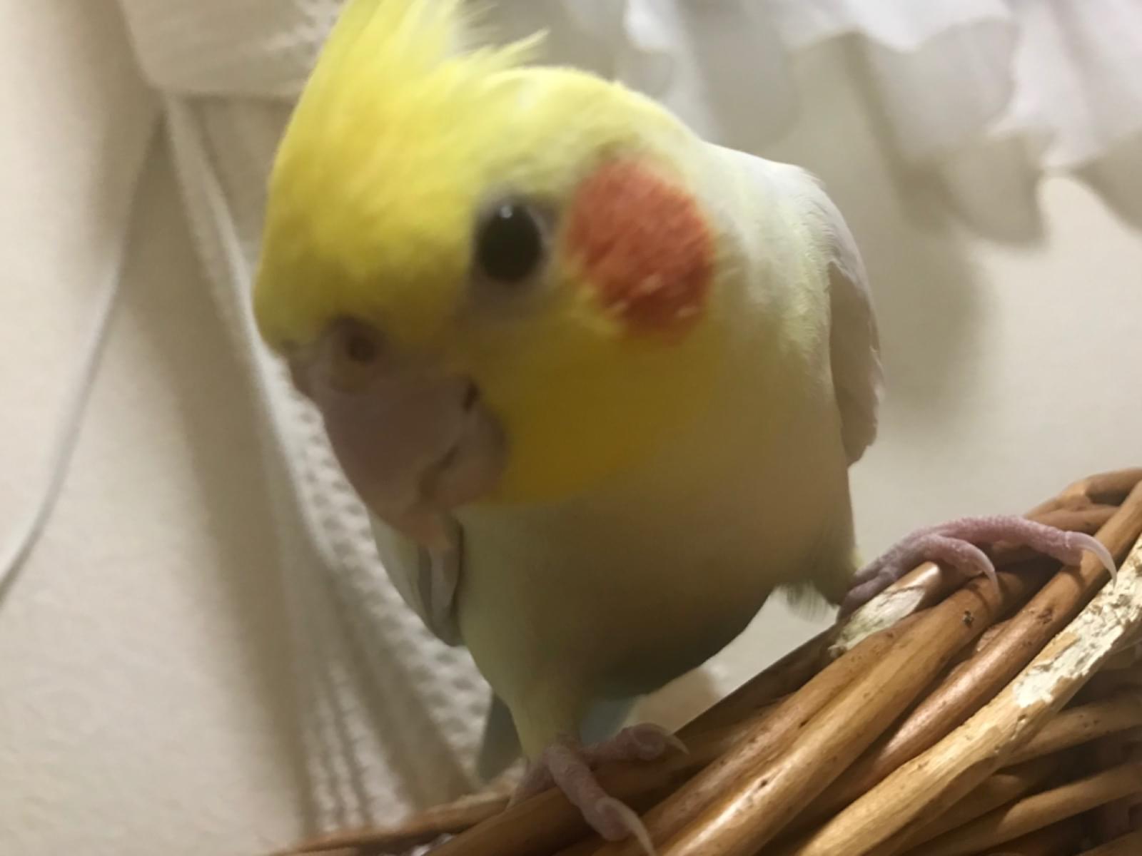 ルウちゃん ルウちゃん