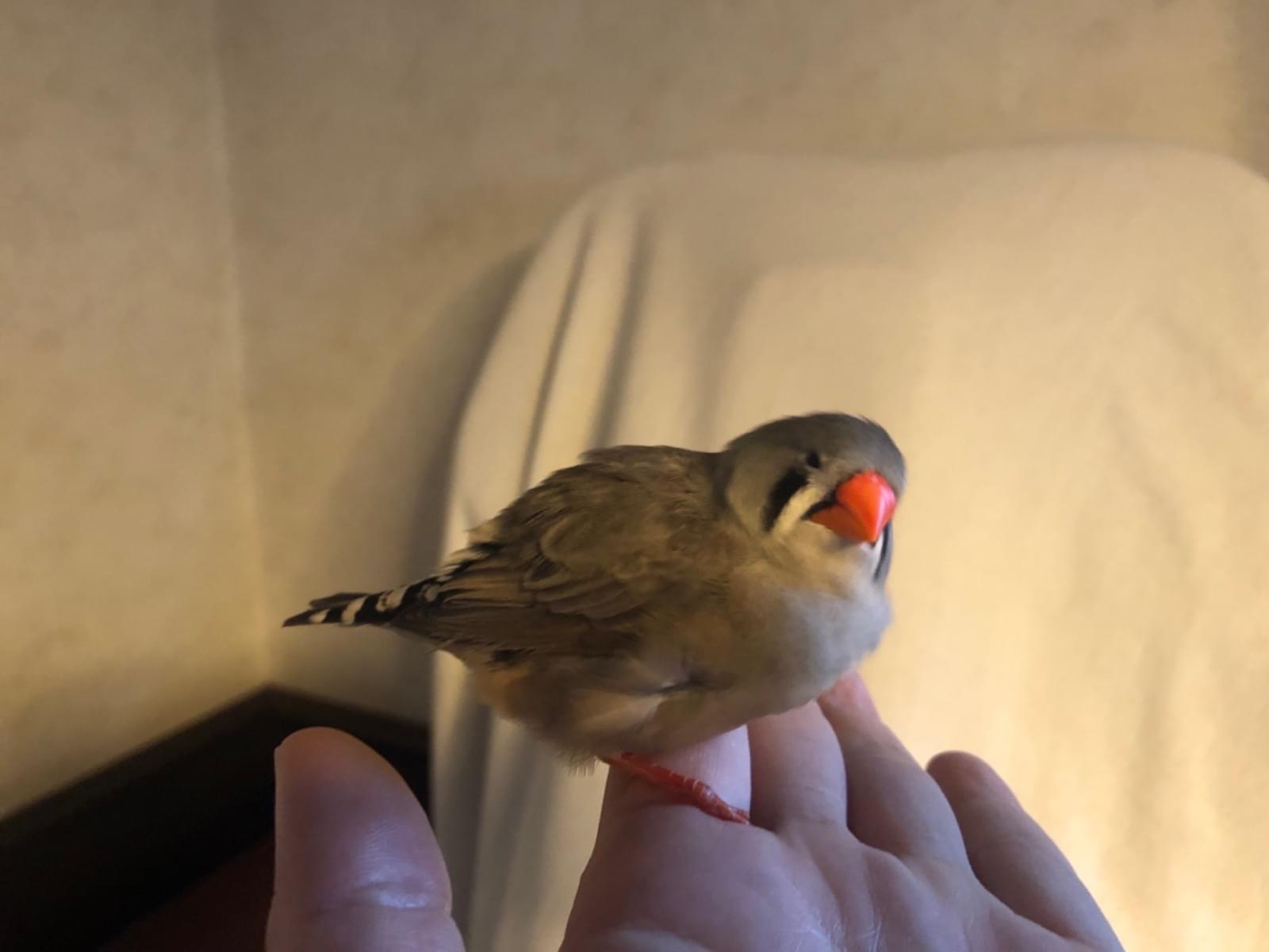 保護された鳥 保護された鳥