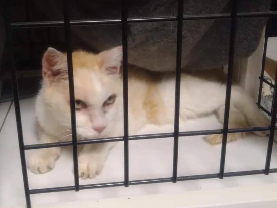 保護された猫 保護された猫