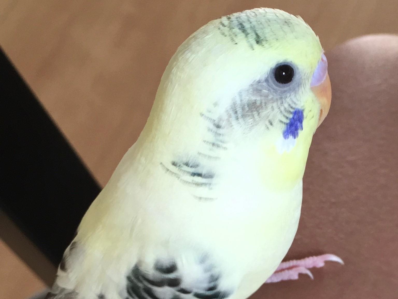 ウリエルちゃん ウリエルちゃん