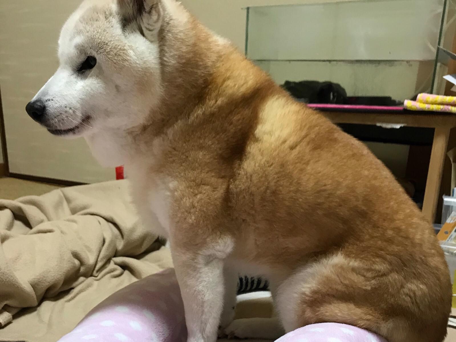 まるちゃん まるちゃん
