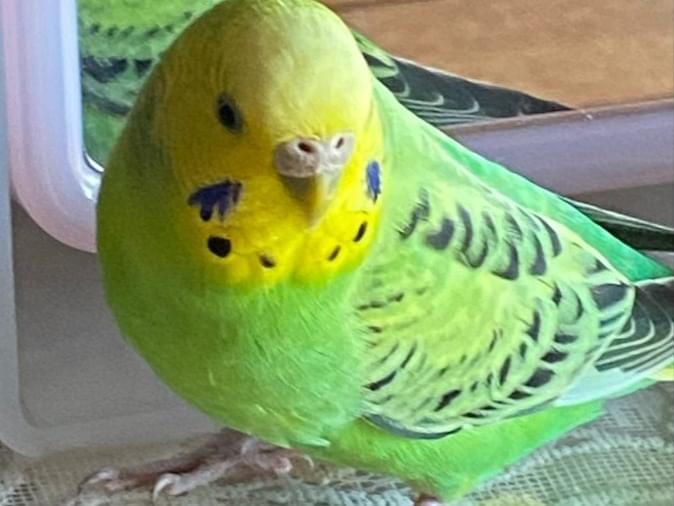 ララちゃん ララちゃん