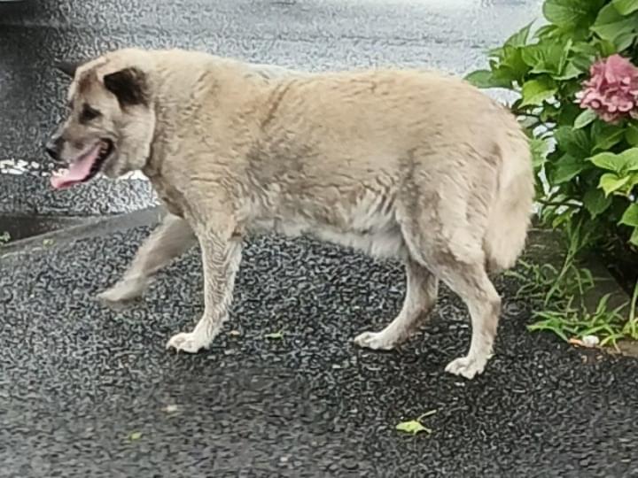 目撃された犬 目撃された犬