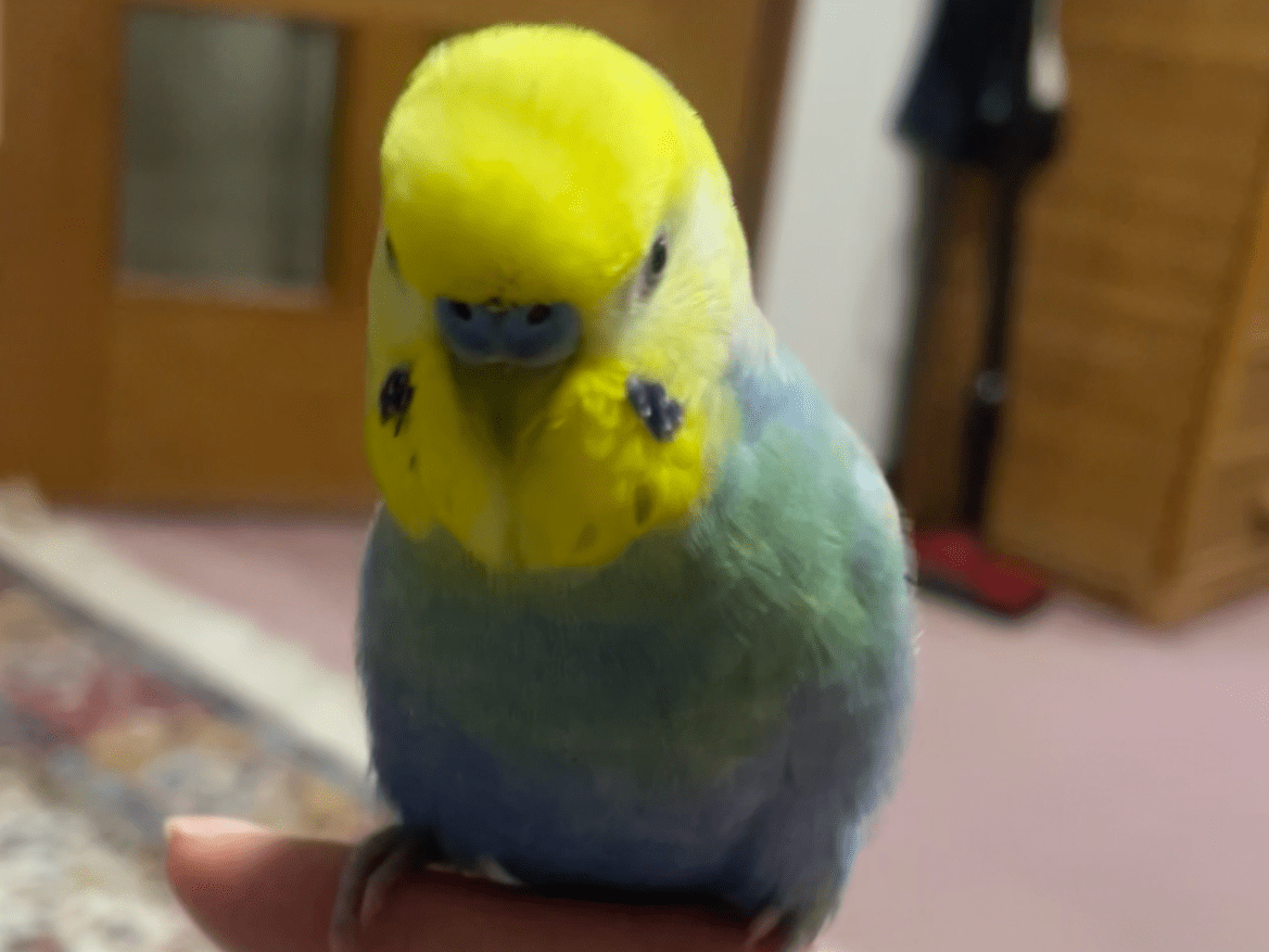 ぴっころちゃん ぴっころちゃん