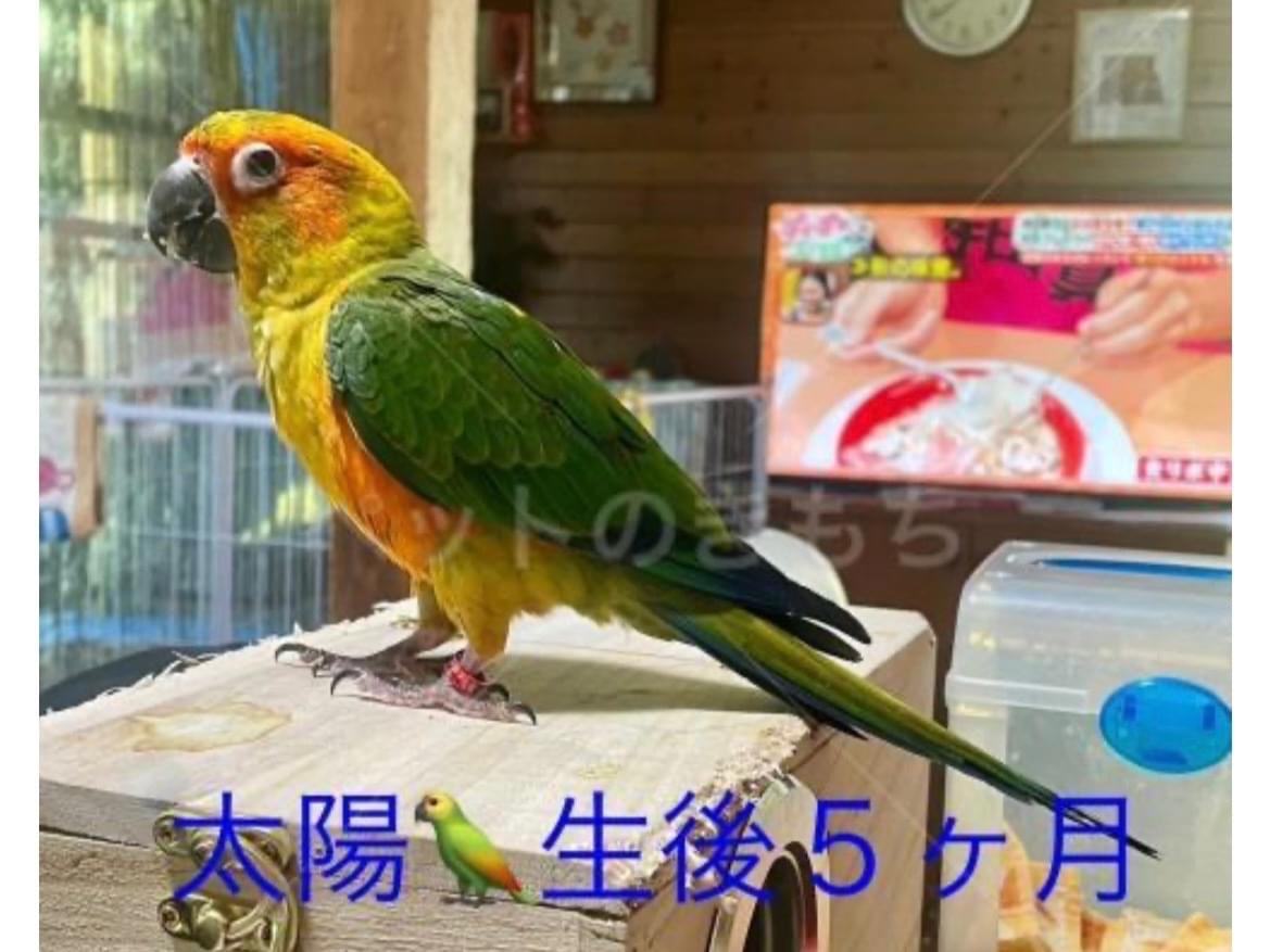 太陽ちゃん 太陽ちゃん