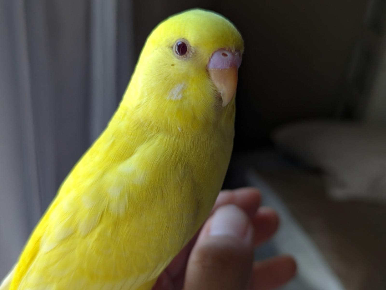 ぴーちゃん ぴーちゃん