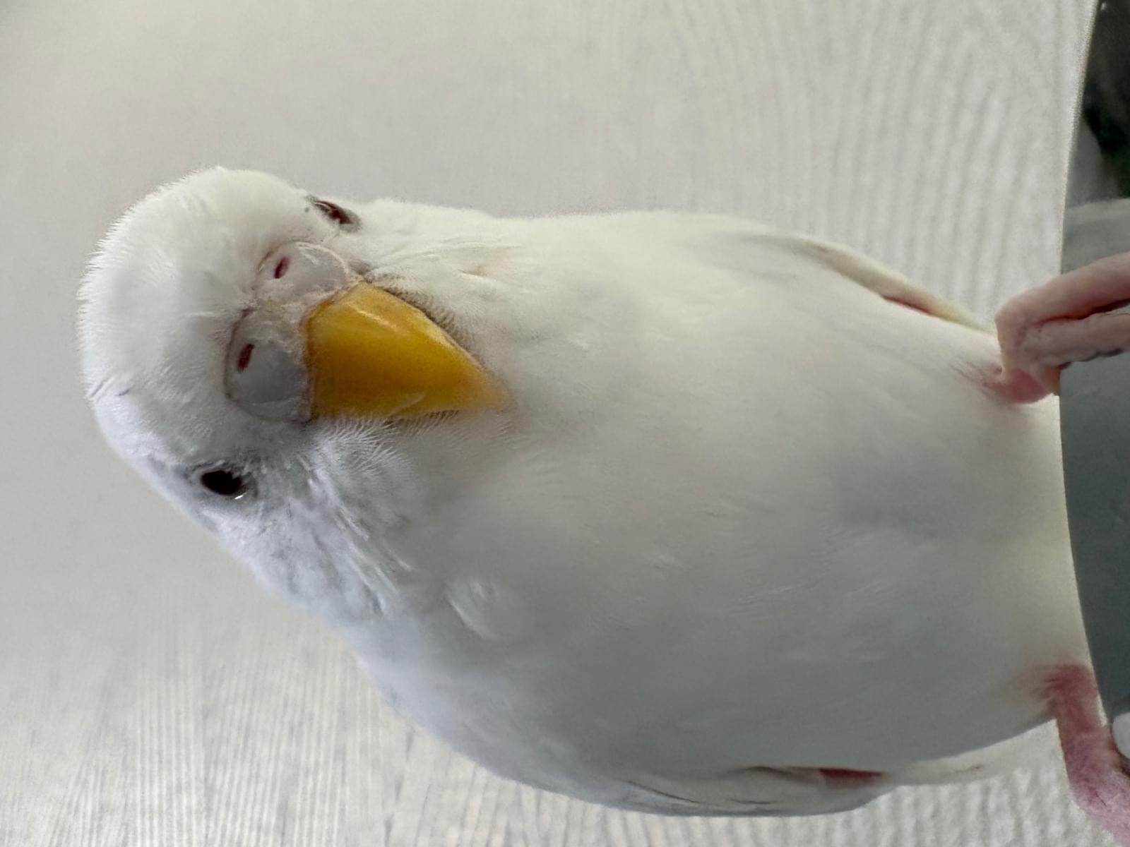 メルシーちゃん